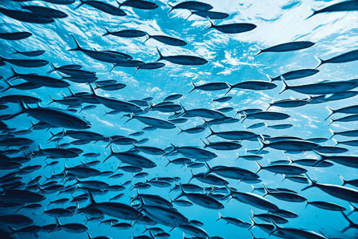 Penyusutan Ikan Hingga 30% Akibat Perubahan Iklim