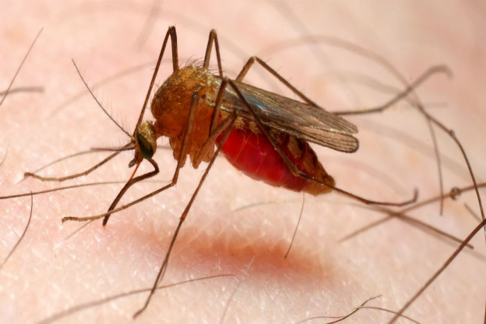 Peneliti Kembangkan Obat Terbaru untuk Malaria