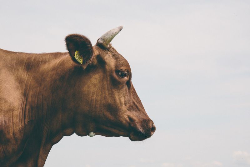 pengetahuan tentang sapi