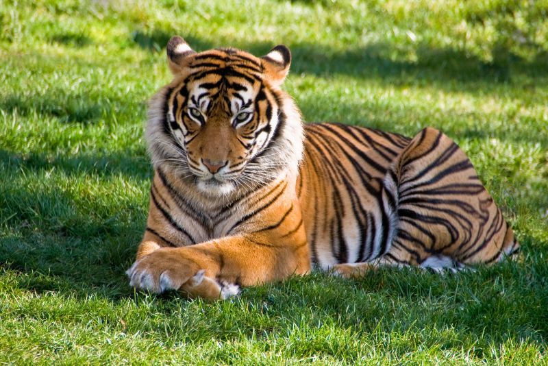 Peran Penting Harimau dalam Menjaga Keseimbangan Ekosistem di Habitatnya