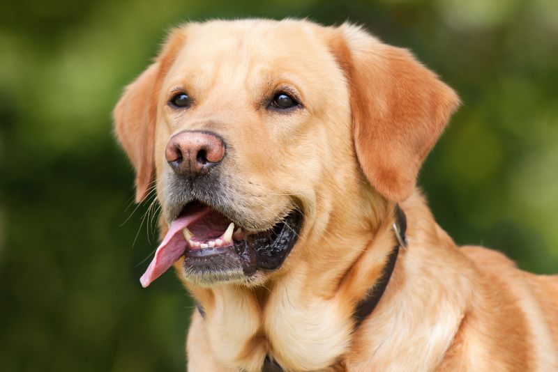 Bagaimana Anjing Dapat Membantu Proses Penyembuhan Pasca Cedera