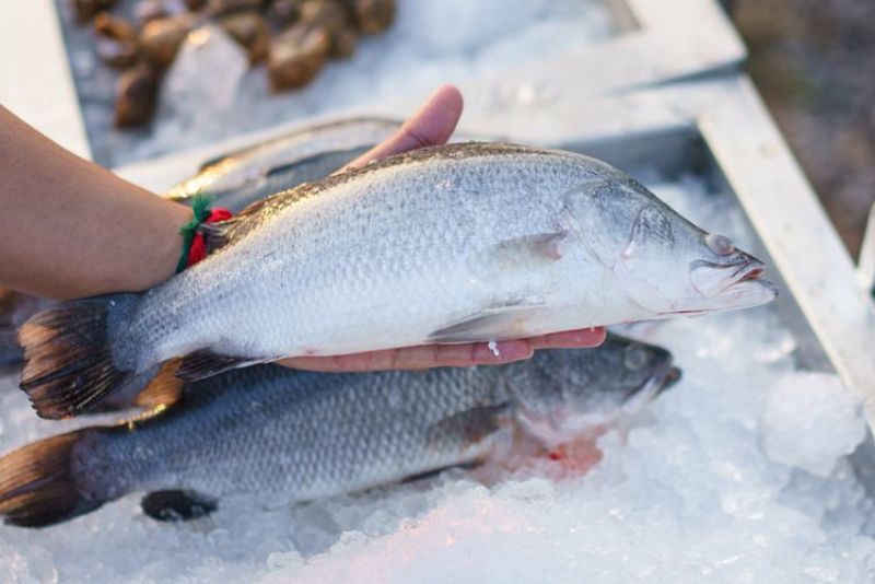 Cara Aman Makan Ikan Agar untuk Kesehatan