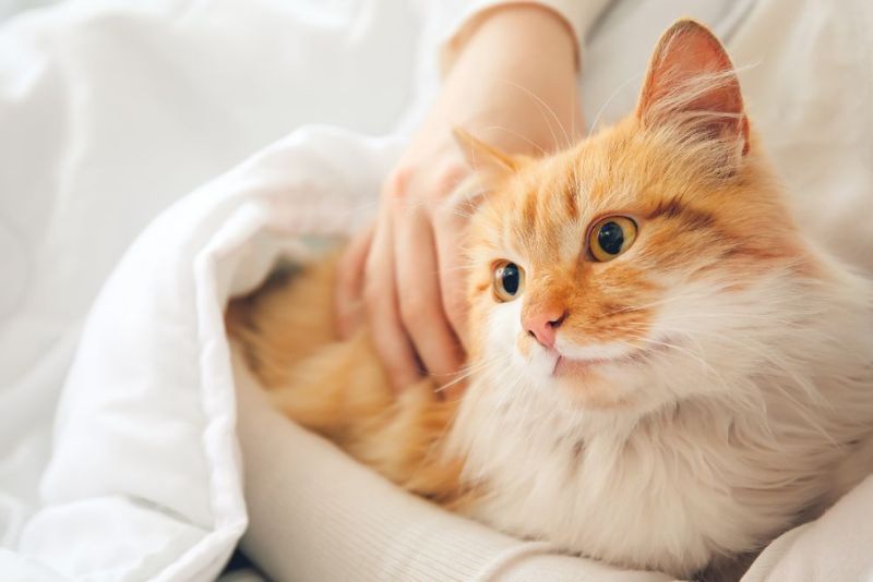 Fakta atau Mitos, Memelihara Kucing Bisa Membawa Rezeki?