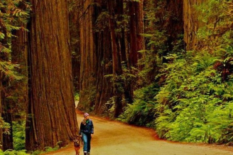 pohon redwood