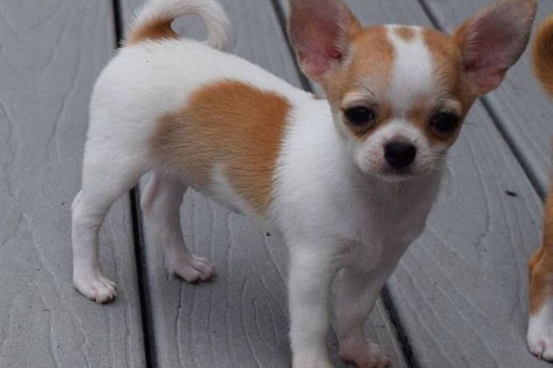 Anjing Chihuahua