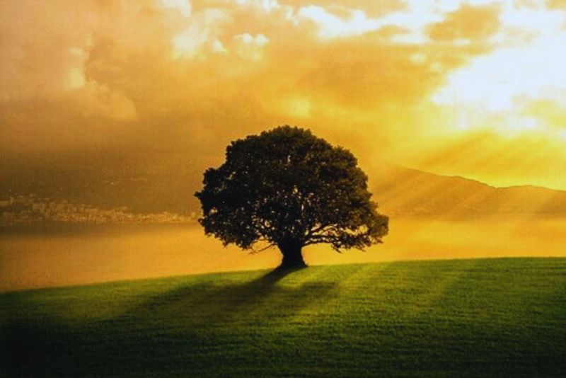 Pohon Ara Terbalik: Keajaiban Alam yang Aneh dan Langka