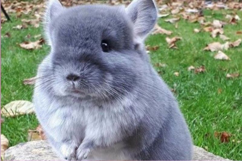 chinchilla