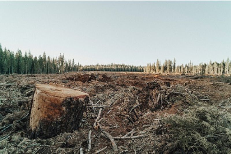 Tantangan dan Solusi untuk Mengatasi Isu Lingkungan di Indonesia Deforestasi