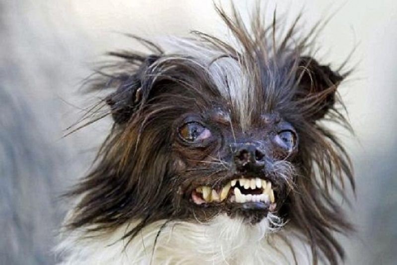 Ugliest Dog