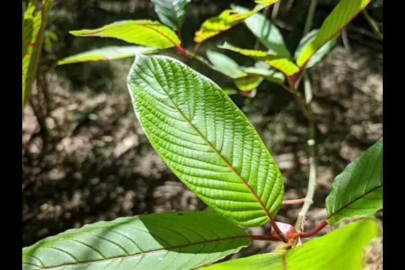 Ekspor 'Narkoba' Kratom Mulai Buka-bukaan, Produksi Bakal Digenjot