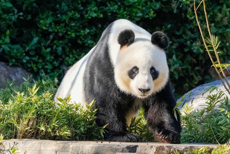 Persahabatan China-Australia