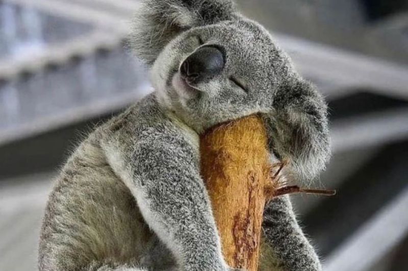 koala