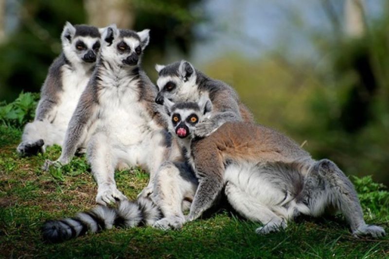 Eksplorasi Hutan Madagaskar Bersama Lemur Ekor Cincin