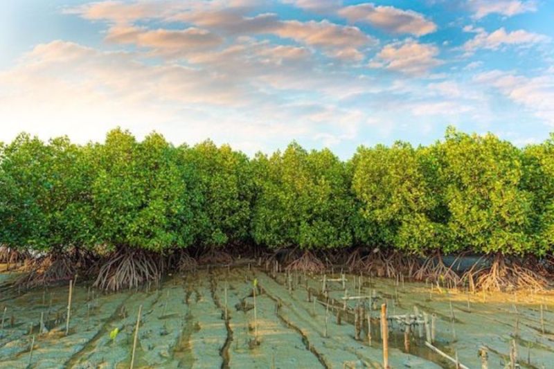 ekowisata mangrove