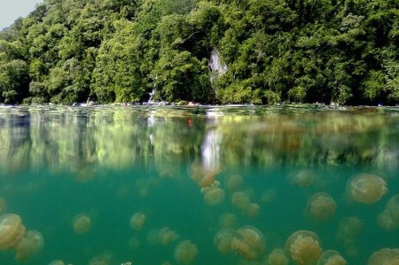 jelly fish lake