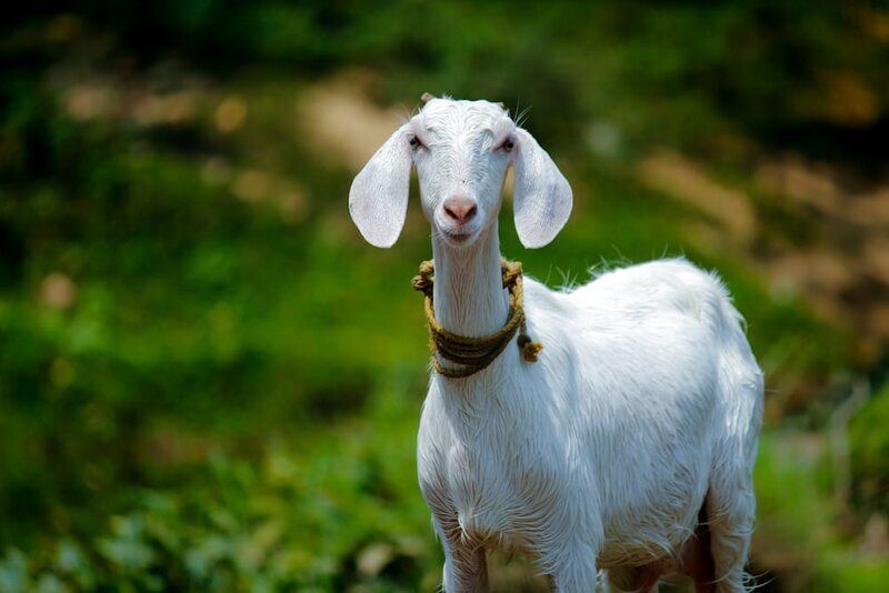 Kelebihan Daging Kambing untuk Kesehatan