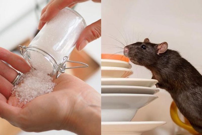 Cara Mengusir Tikus Tanpa Racun