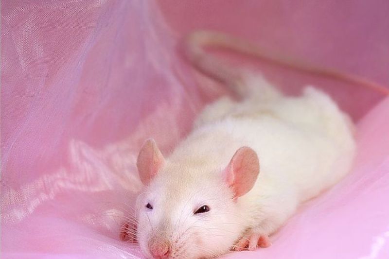 Tikus Putih