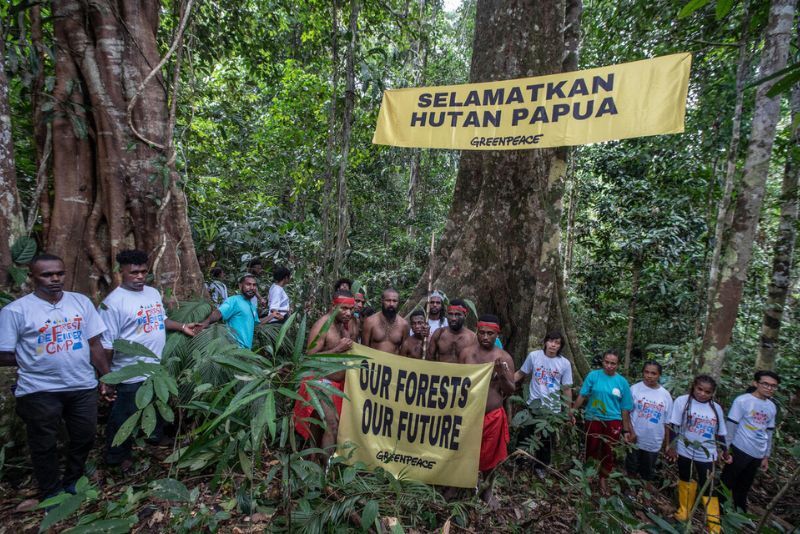 36 Ribu Hektar Hutan Adat Papua Mau Dibabat