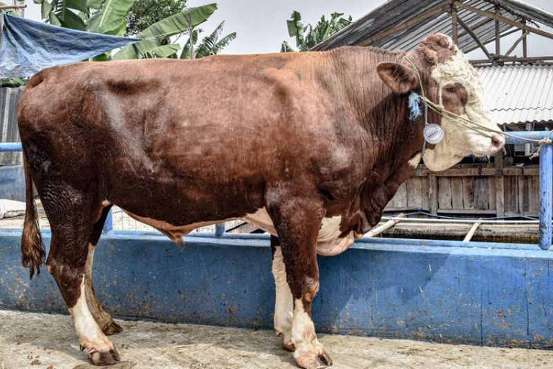 Seorang Pria di Gunungkidul Meninggal Usai Ditendang Sapi Seberat 1 Ton