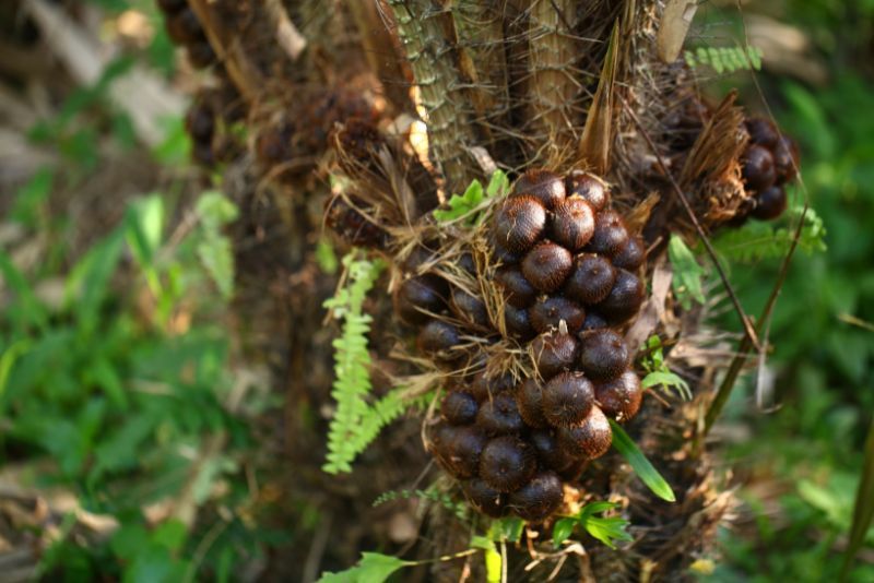 Eksplorasi Alam di Taman Nasional Halimun Salak: Menyelami Keanekaragaman Hayati Indonesia