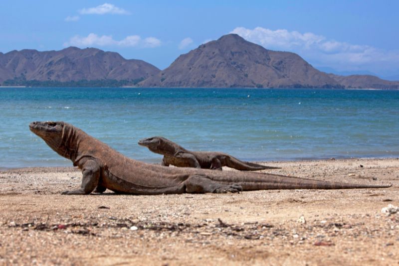 Pulau Komodo: Rumah bagi Hewan Langka Komodo