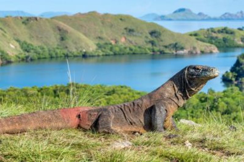 Pemerintah Berencana Menutup Sementara Taman Nasional Komodo di Tahun Depan. Apa yang Menjadi Latar Belakang Rencana Penutupan Ini?