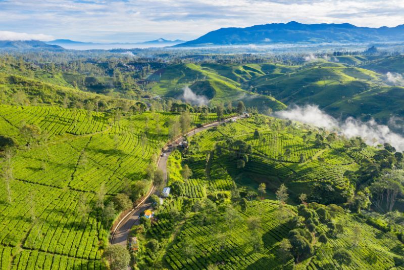 Wisata Edukasi di Kebun Teh Rancabali: Menyelami Dunia Teh yang Memikat