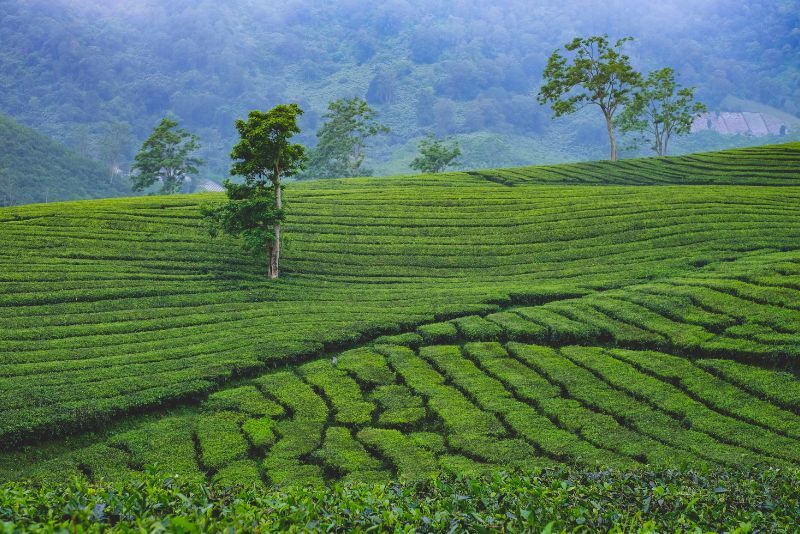 Menyusuri Kebun Teh Kemuning: Pemandangan Hijau, Proses Pengolahan Teh