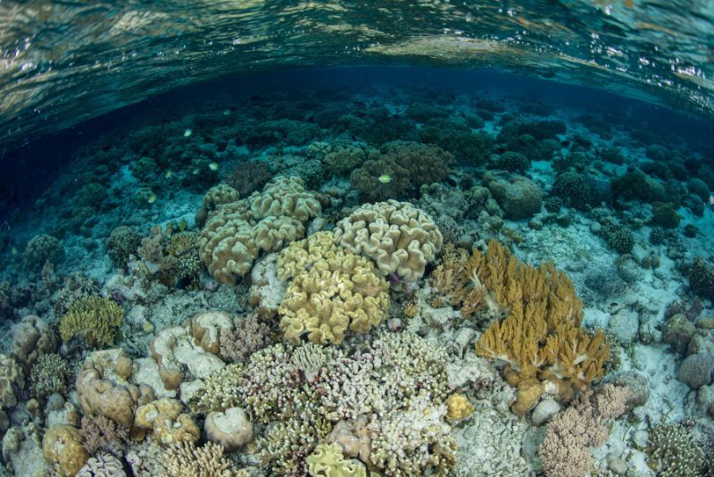 Taman Nasional Wakatobi: Surga Bagi Para Penyelam