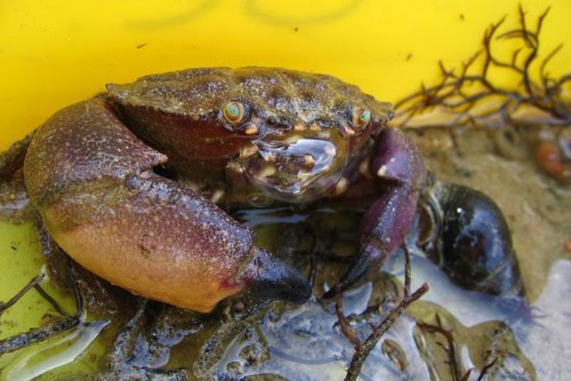 Senjata Alami dari Dalam Sungai Amazon