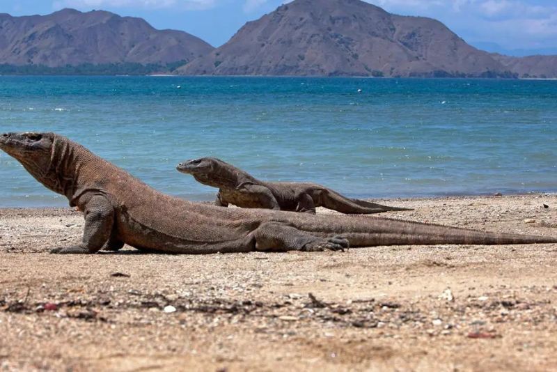 Taman Nasional Komodo Ditutup