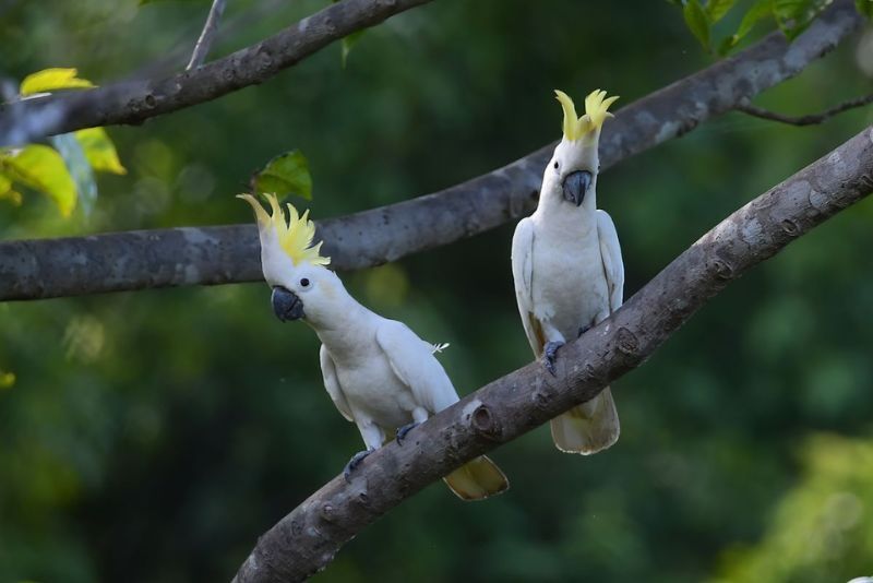 Burung Kakaktua Spix dan Langkah Perlindungannya