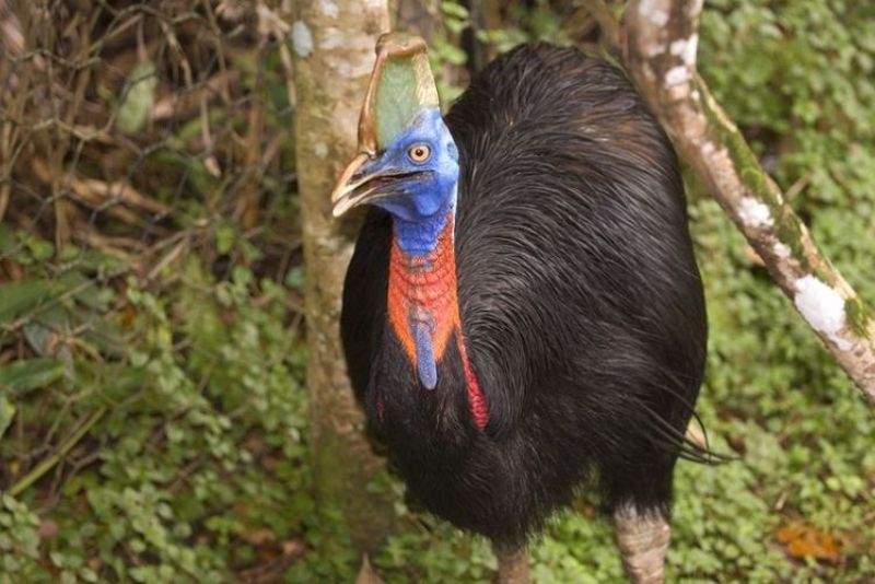 Burung Kasuari dan Ancaman Punahnya