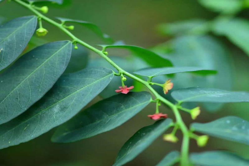 Manfaat Daun Katuk untuk Kesehatan Tubuh