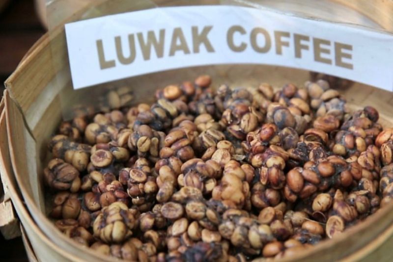 Rahasia Kopi Luwak: Proses Fermentasi Alami yang Menghasilkan Rasa Istimewa