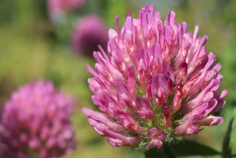 Manfaat Bunga Red Clover untuk Kesehatan