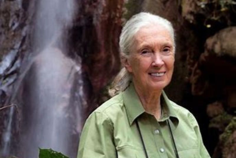 Jane Goodall