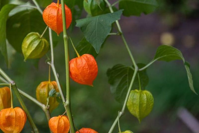 Manfaat Daun Buah Ciplukan untuk Kesehatan Tubuh