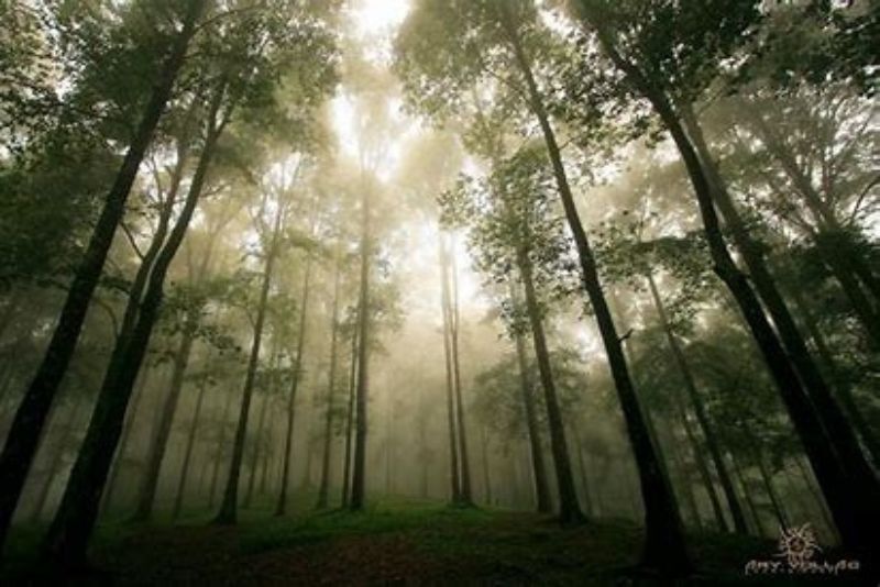 Hutan Terlarang