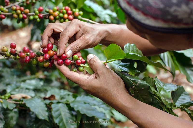 Kopi Bengkulu: Varietas Unggulan dari Tanah Raflesia