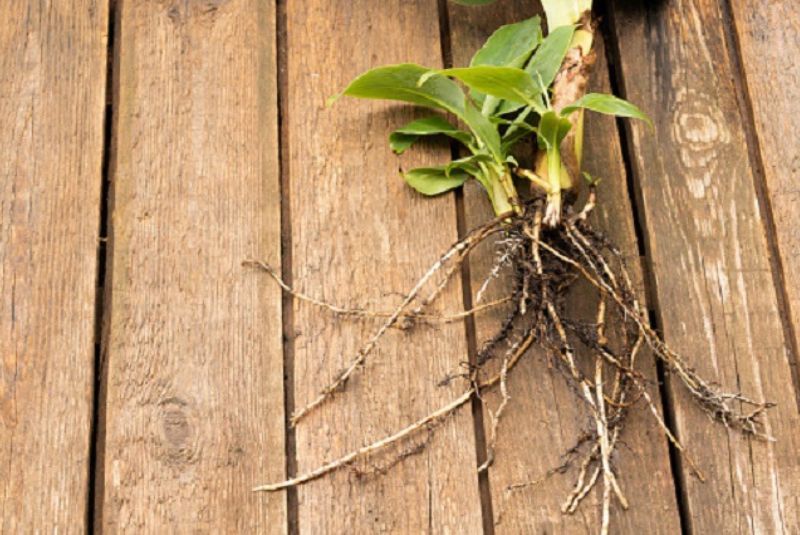 Manfaat Akar Pisang untuk Kesehatan Tubuh