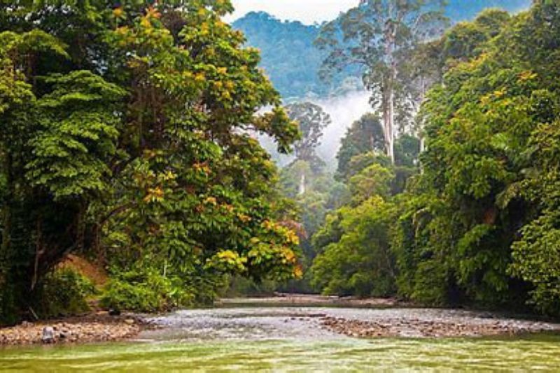 Hutan Tangkahan