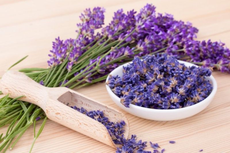 Mengatasi Stres dan Kecemasan dengan Lavender