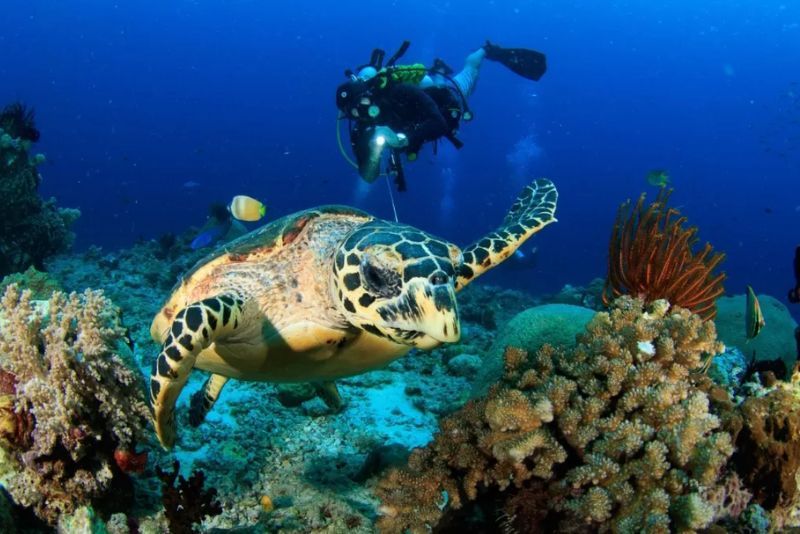 Menikmati Keindahan Laut: Destinasi Snorkeling dan Diving Terbaik di Indonesia