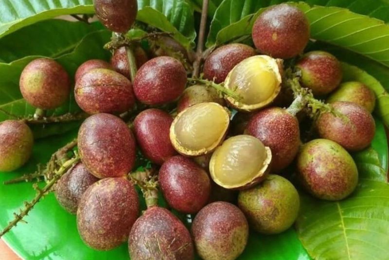 Manfaat Biji Buah Matoa untuk Kesehatan Tubuh