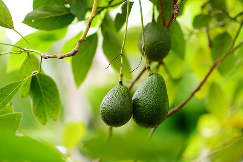 Manfaat Buah dan Daun Alpukat untuk Kesehatan Tubuh