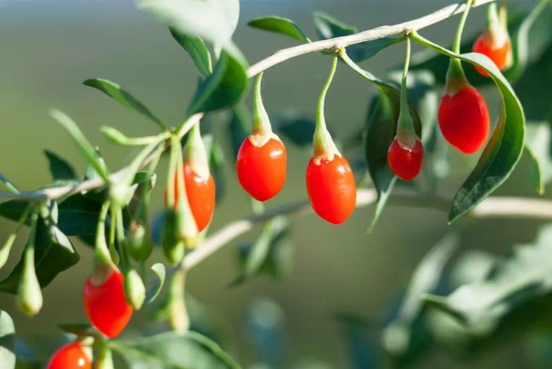 Manfaat Goji Berry untuk Kebugaran Tubuh