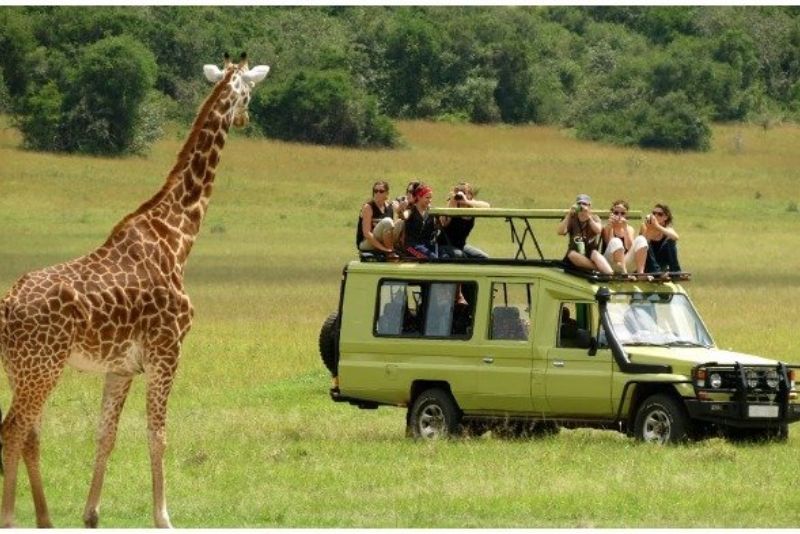 Petualangan Safari di Afrika: Menjelajahi Kehidupan Liar di Savana