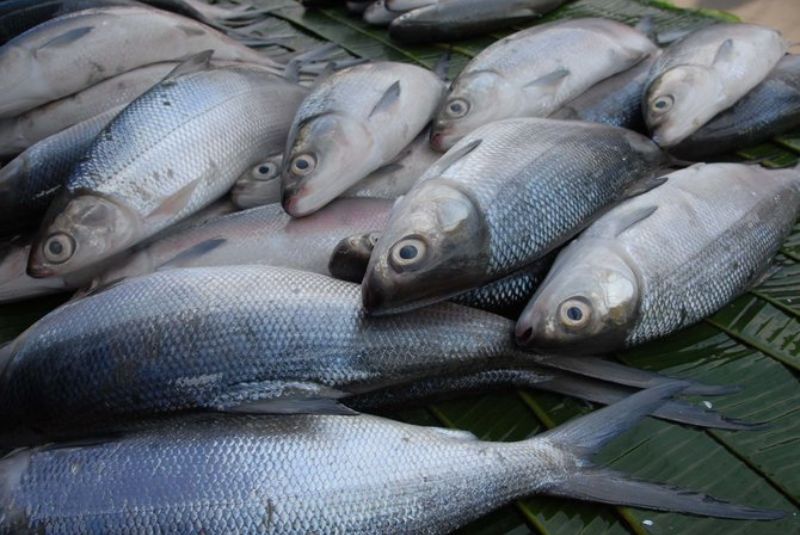 Manfaat Ikan Laut untuk Kesehatan Tubuh